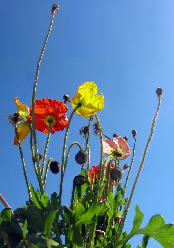 Spring Sky Garden by Jaeda DeWalt